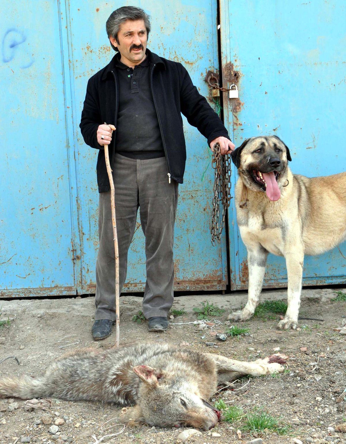 Aç Kurtları Kangallar Durdurdu