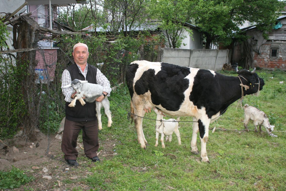 İnek, Oğlaklara Annelik Yapıyor
