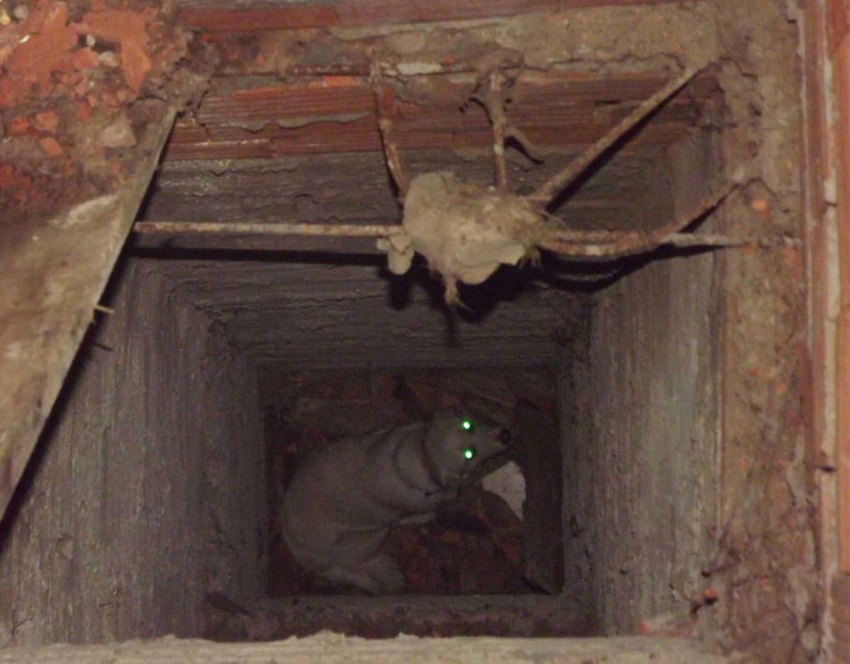 Kozcağız\'da Köpek Kurtarma Operasyonu