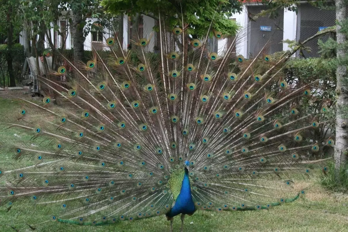 Sahibinden Satılık Kuş Cenneti