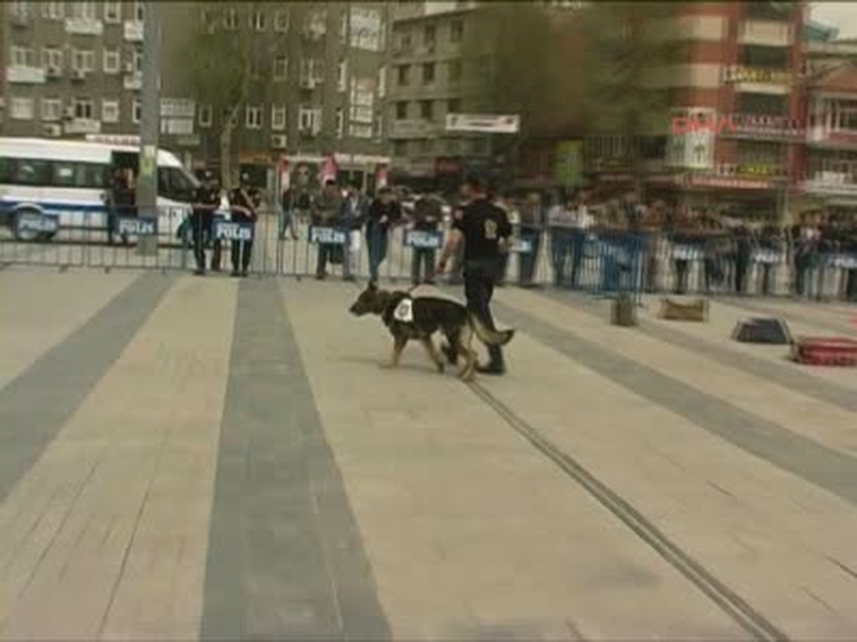 Kırıkkale\'de Köpeklerden Gösteri