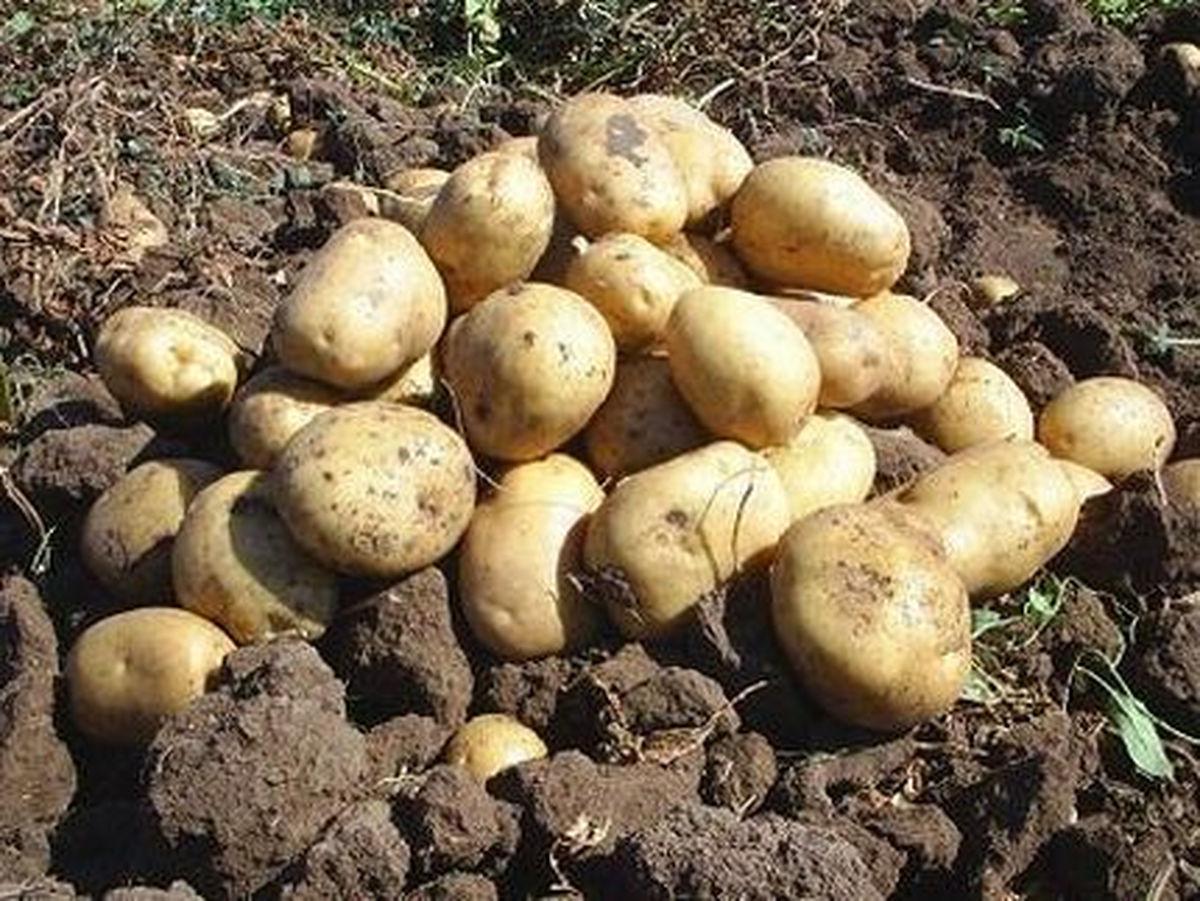 Patates İhracatı Değerlendirme Toplantısı Yapıldı