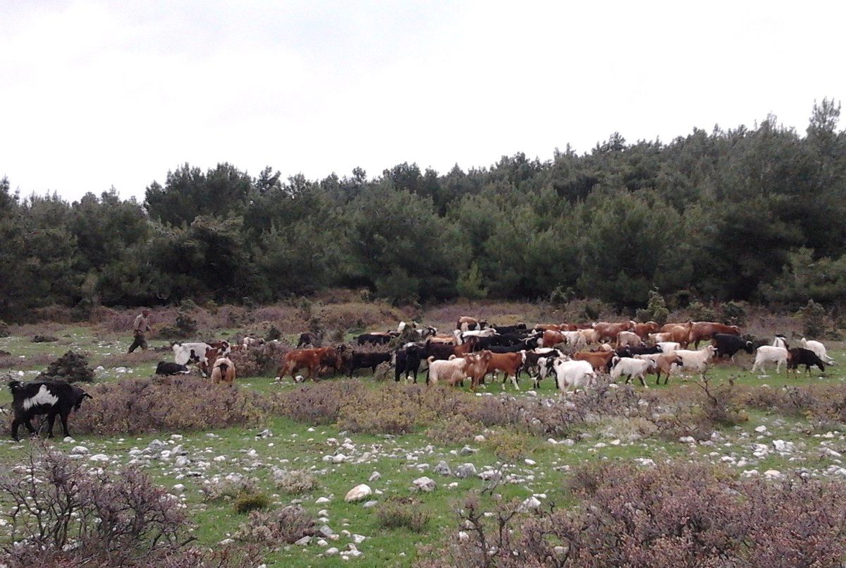 Çalındığı Sanılan Keçiler, Arazide Otlarken Bulundu