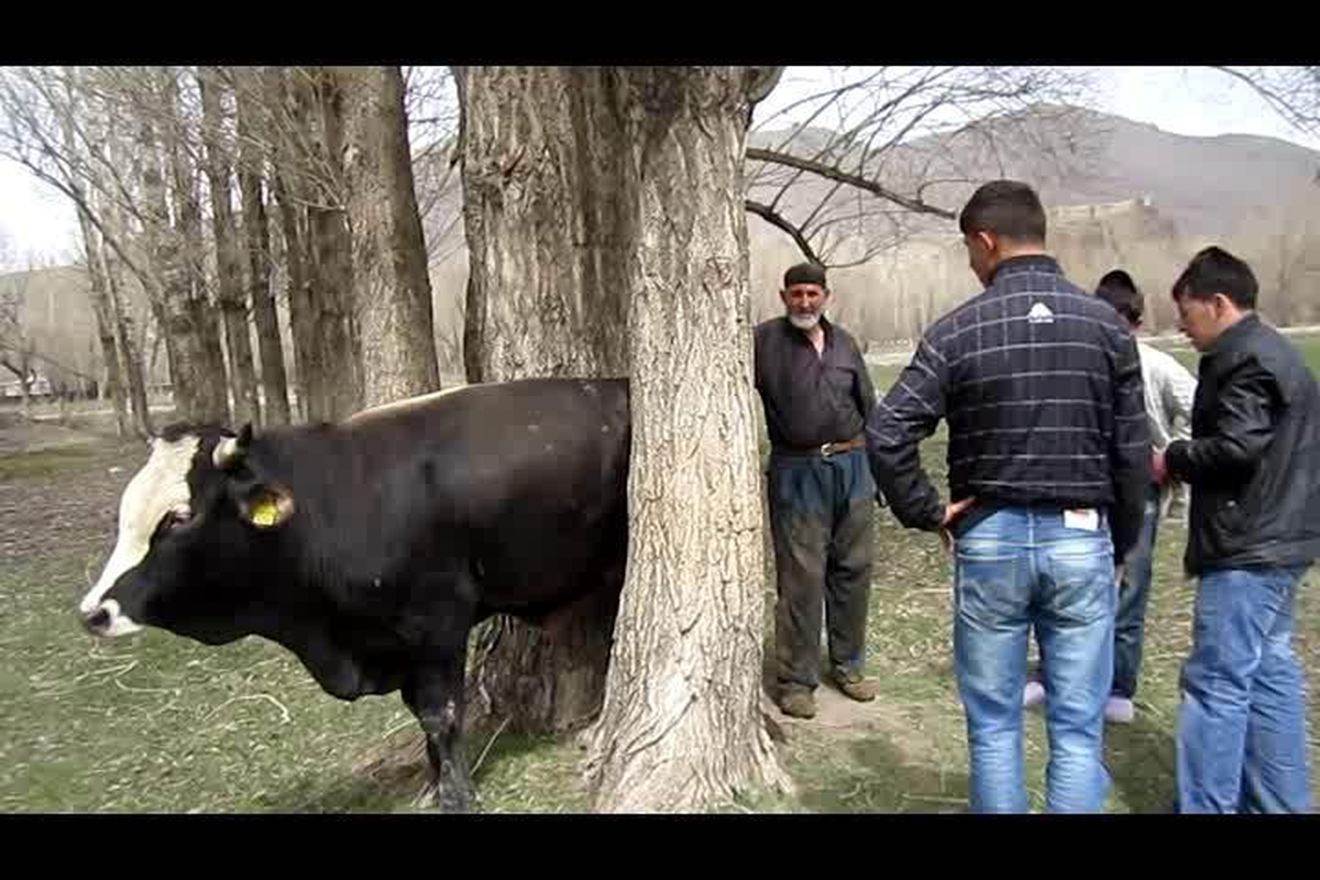 İki Ağaç Arasında Sıkışan İnek Vatandaşlar Tarafından Kurtarıldı