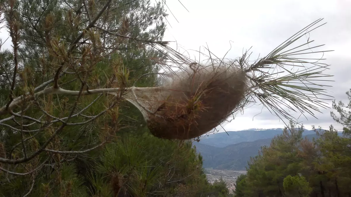 Kargı\'da Çam Kese Böceğiyle Mücadele Çalışmaları