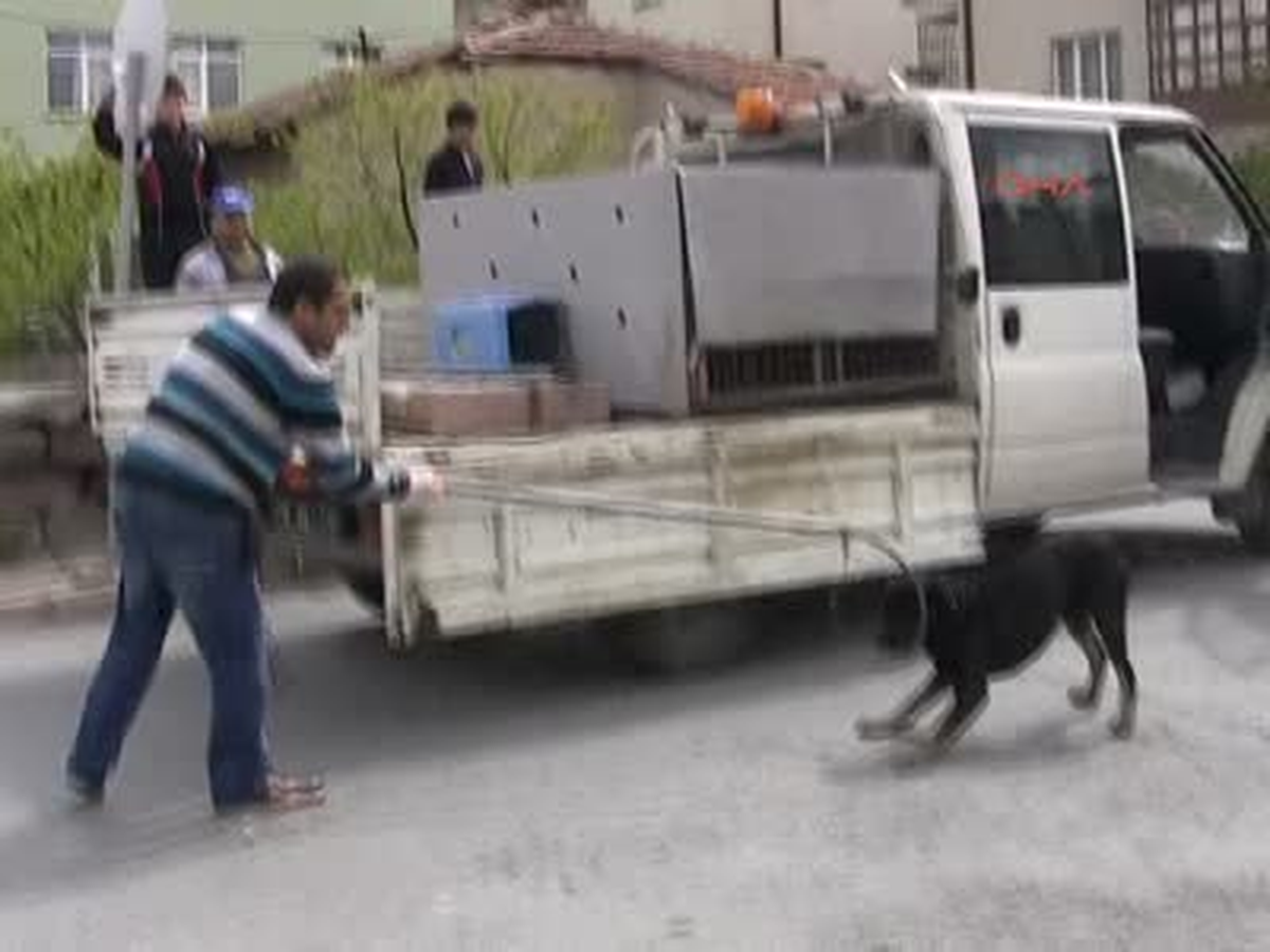 Sokakta Rottweiler Saldırısı