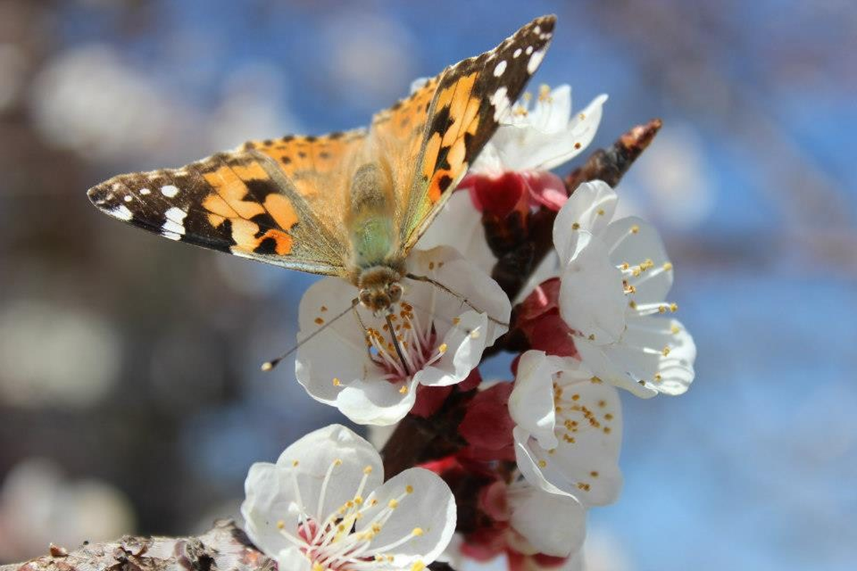 Makü Foto\'dan Kelebek Fotoğrafları