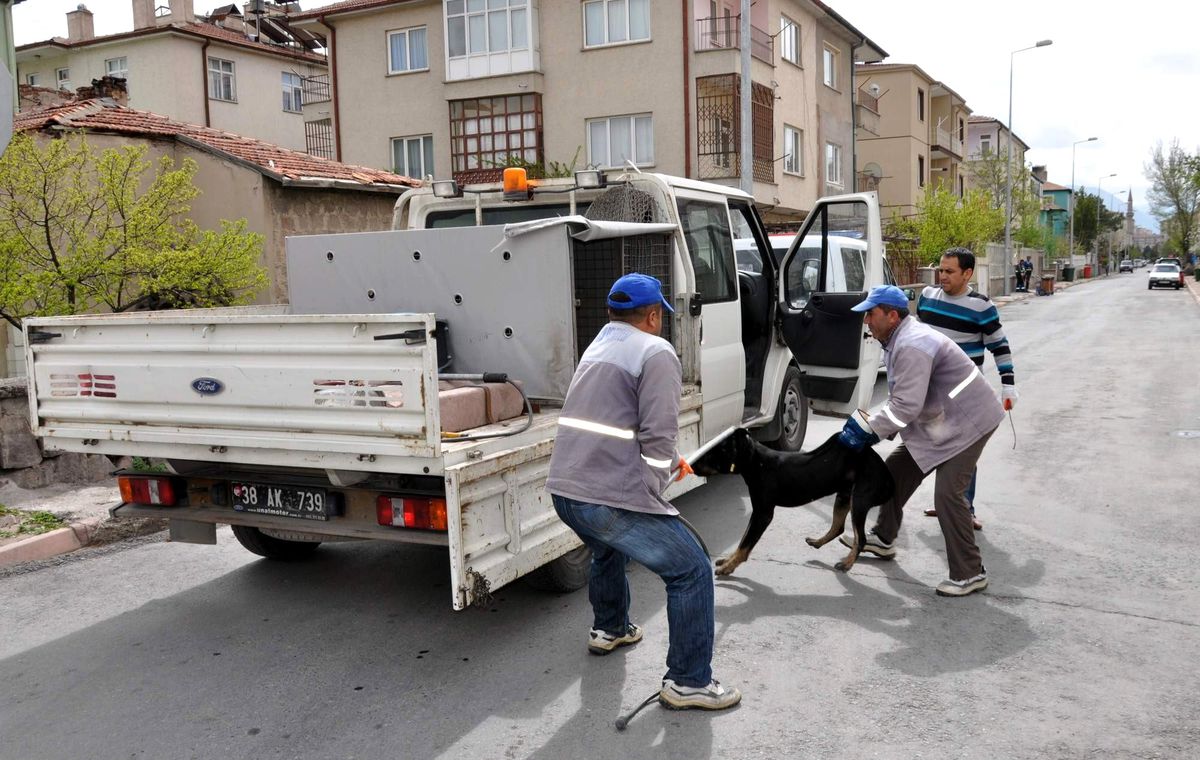 Saldırgan Köpeğin Sonu, Barınak Oldu