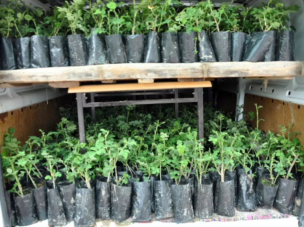 Topkapı Sarayı Gül Kokacak