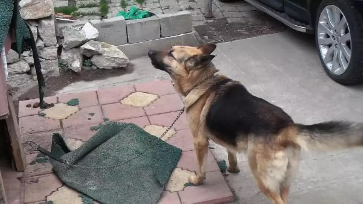 Polisten Kaçarken Köpeğe Yakalandı