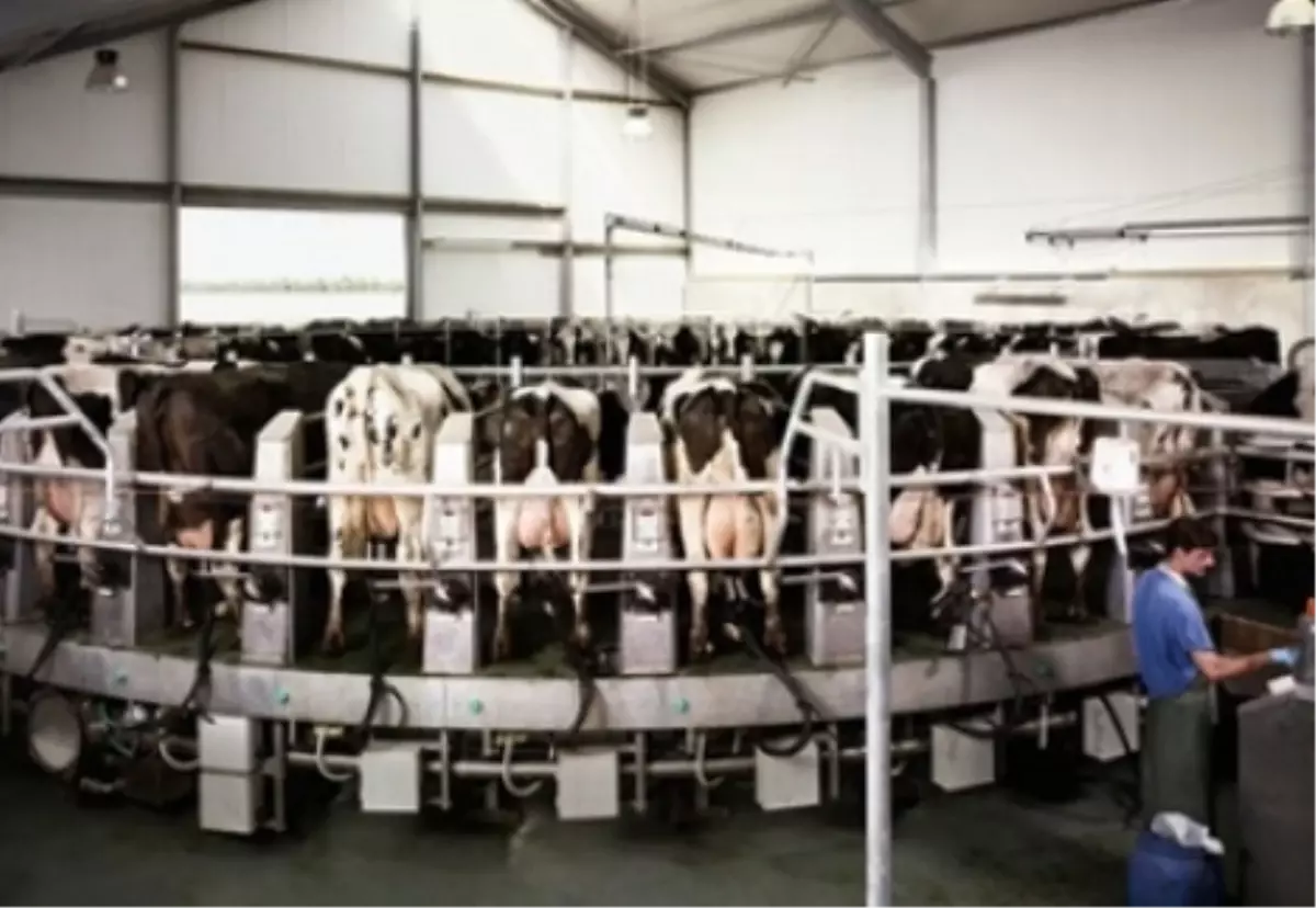 İşletmelerin Topladığı İnek Sütü Miktarı 620.7 Bin Ton