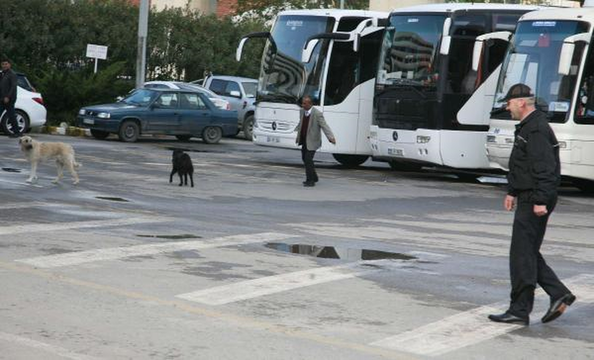 Limanda Köpek Mücadelesi