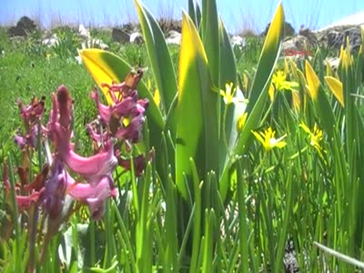 Kurtik Dağı\'nda Bahar