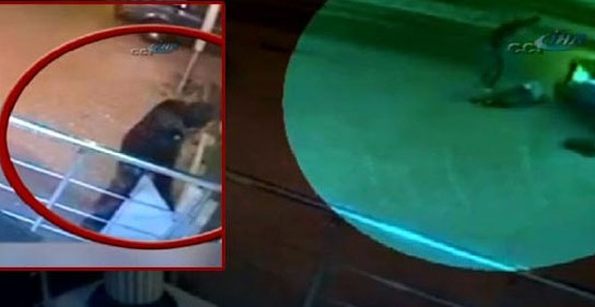 Ağabeyini Satırla Öldüreni Satırla Doğradı