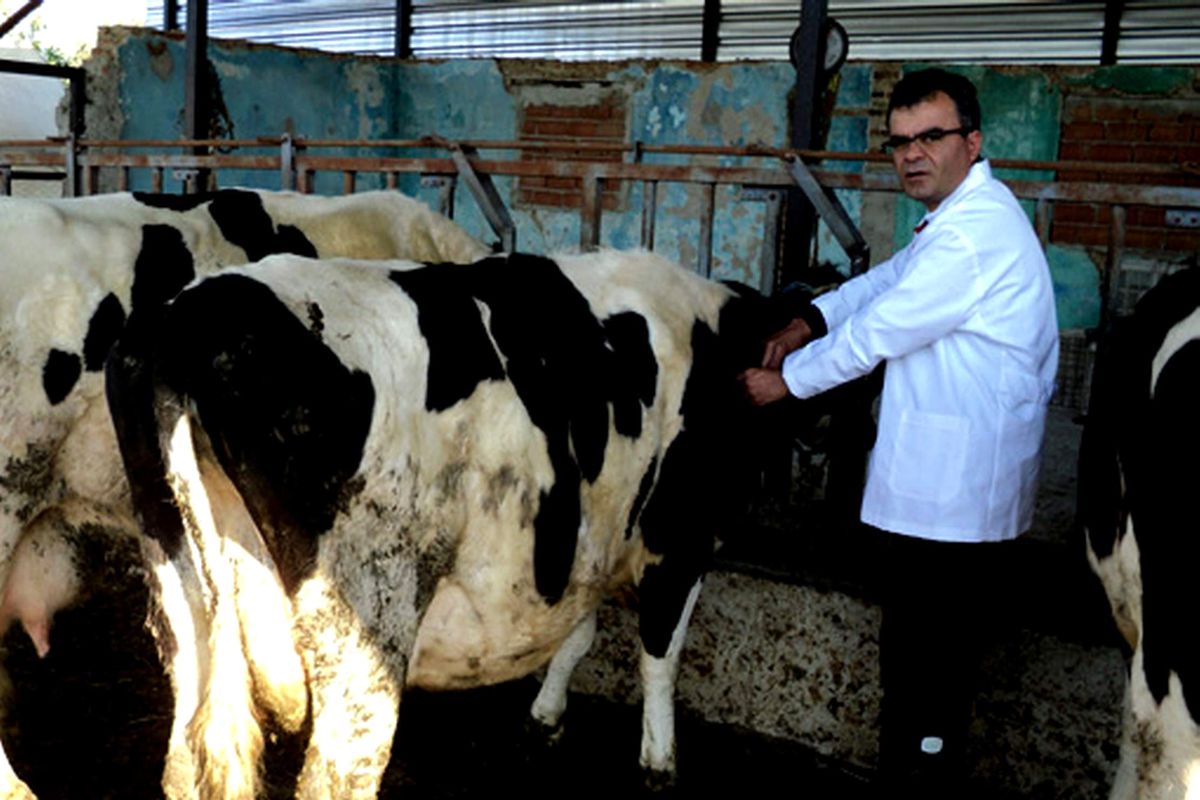 Şap Hastalığı ile Mücadele Devam Ediyor
