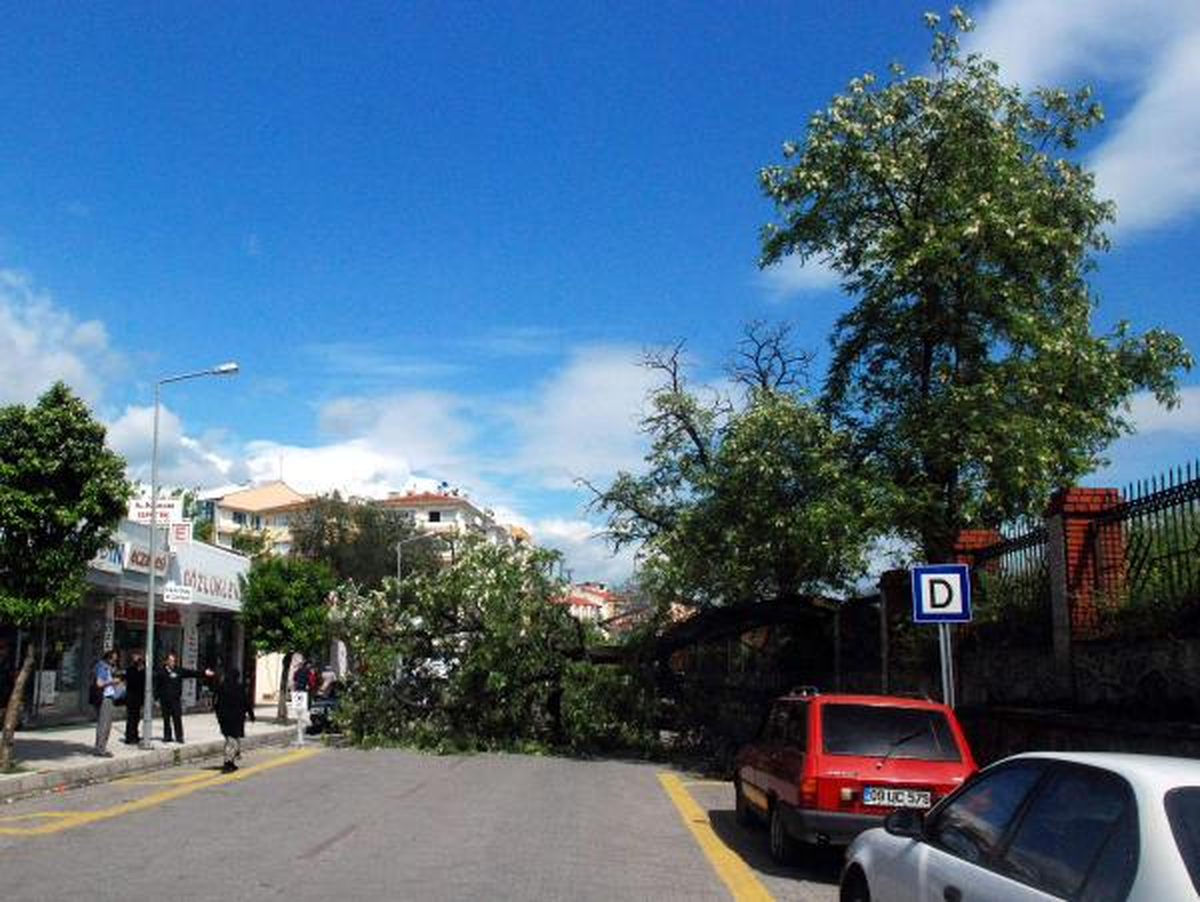 Devrilen Asırlık Ağaç Yolu Kapattı