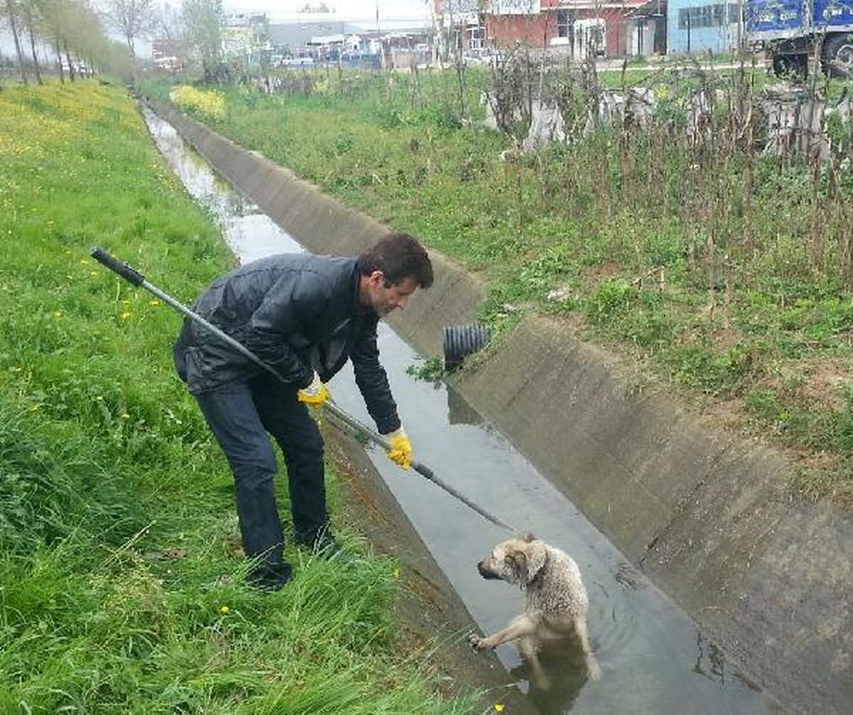 Su Kanalına Düşen Köpeği Zabıta Kurtardı