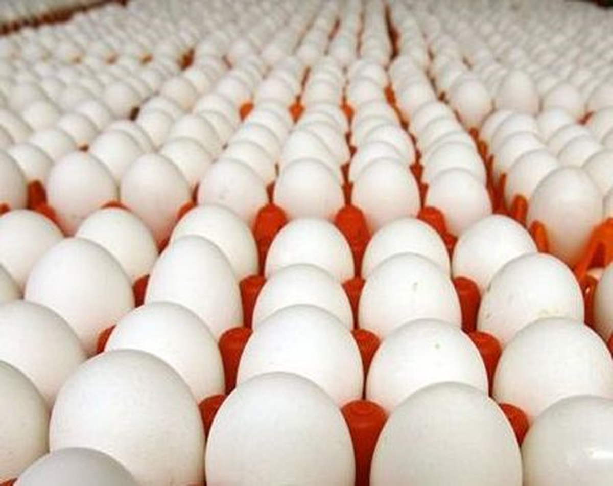 Şubat Ayında 1.3 Milyar Adet Tavuk Yumurtası Üretildi