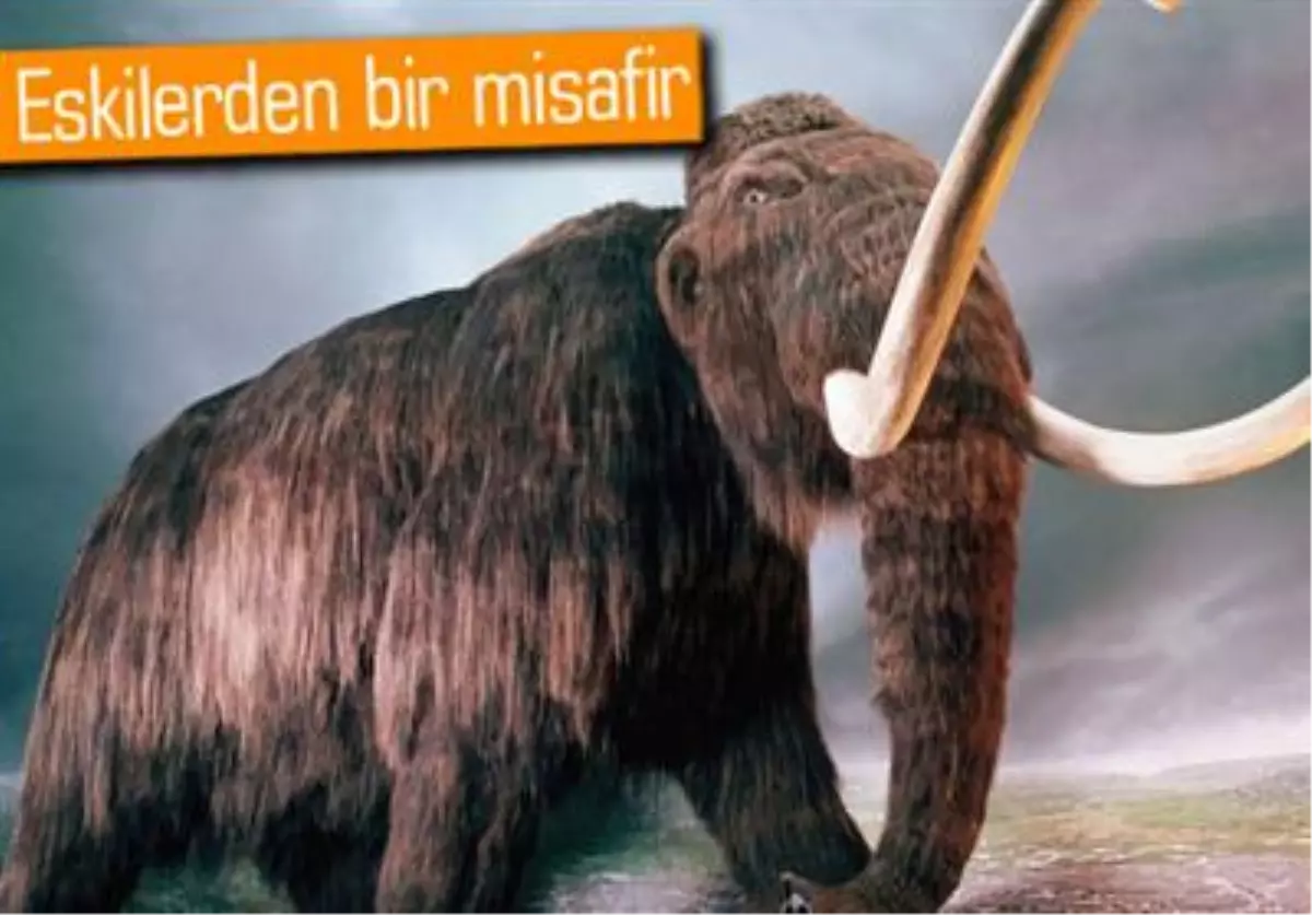 12 Bin Yıl Öncesine Ait Kemikler Bulundu