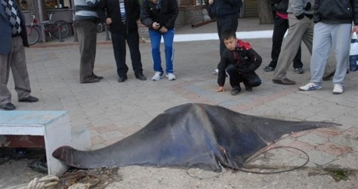 Ayvalık\'ta 40 Kilo Vatoz Yakalandı
