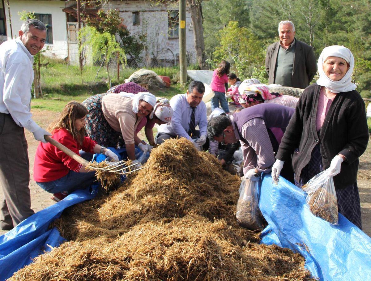 Kayın Mantarı Üreticinin Gözdesi Oldu