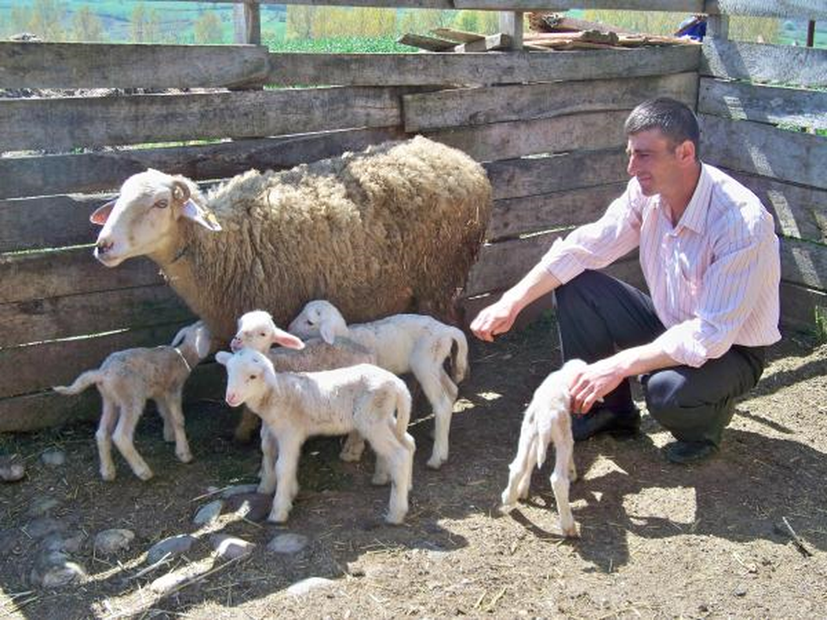 Koyun Beşiz Doğurdu