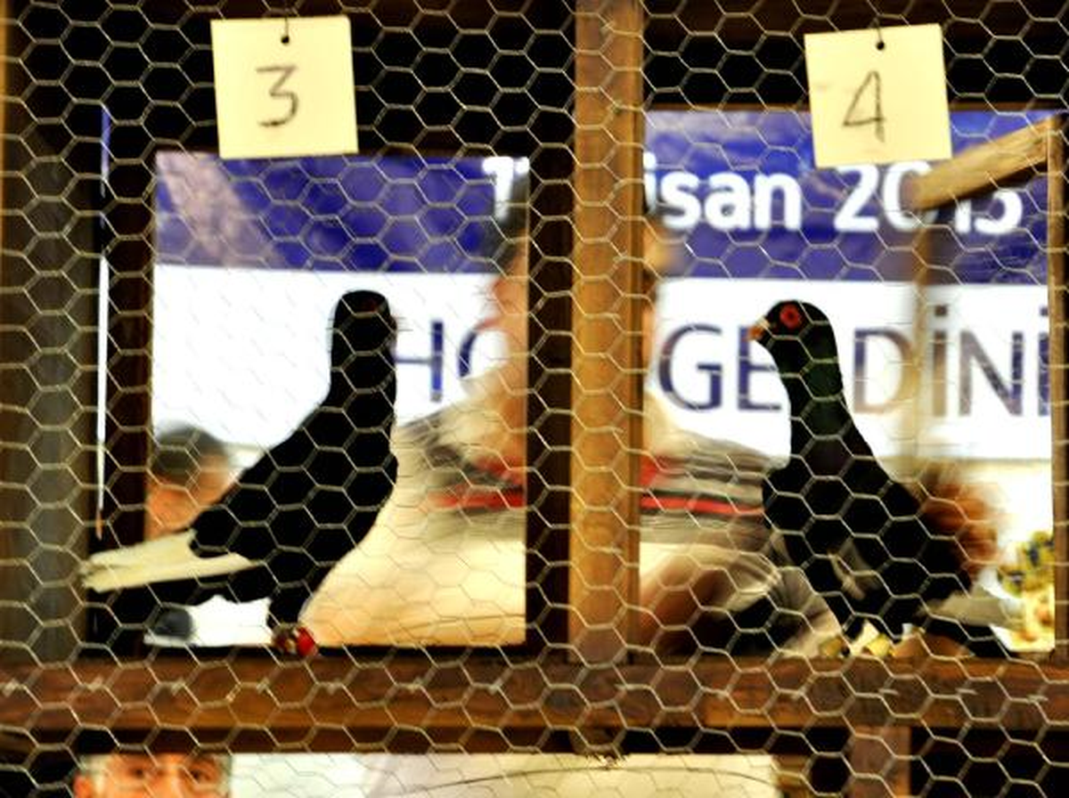 Güvercin Güzellik Yarışması