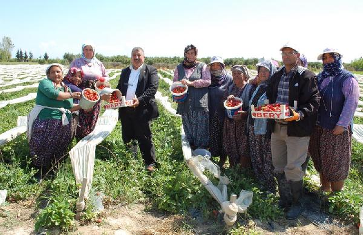 Rusya\'nın Çilekleri Silifke\'den