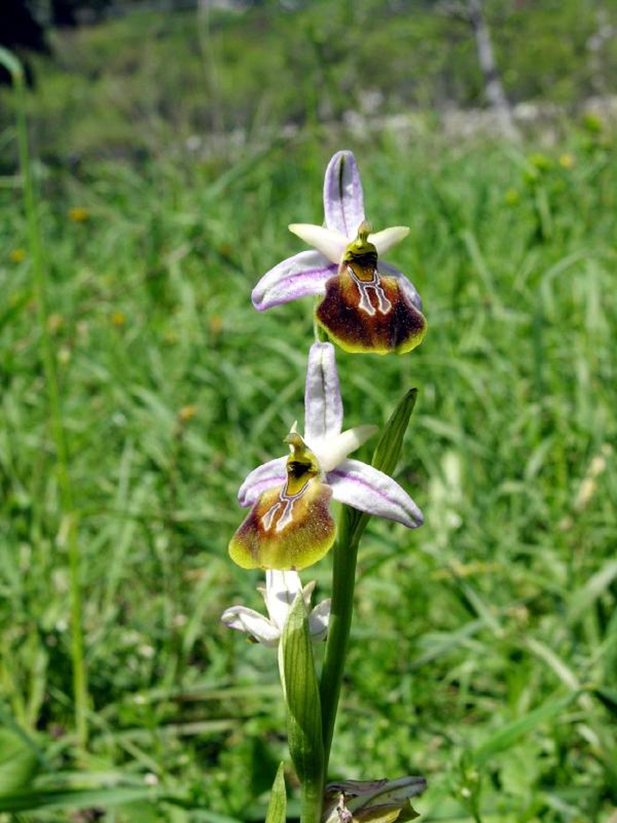 'Likya Orkidesi' Koruma Altında