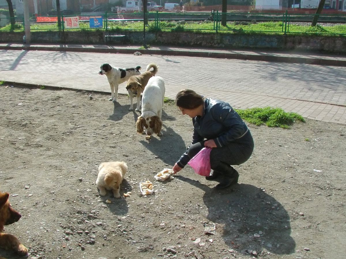 (Özel Haber) Filyos\'ta Bir Hayvansever, Esnaflardan Topladığı Yardımlarla Köpekleri Doyuruyor