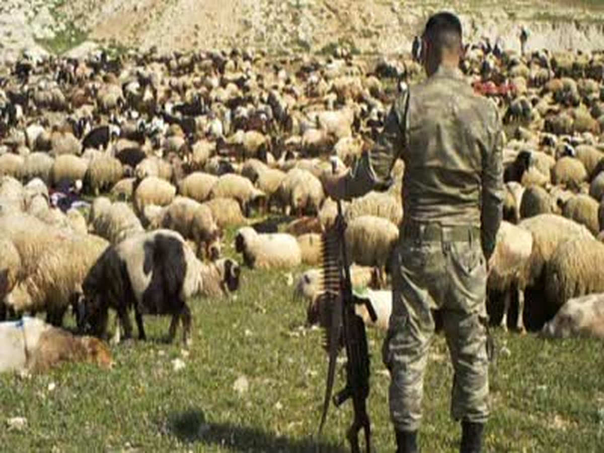 Sınırında Hayvan Kaçakçılığı Operasyonu