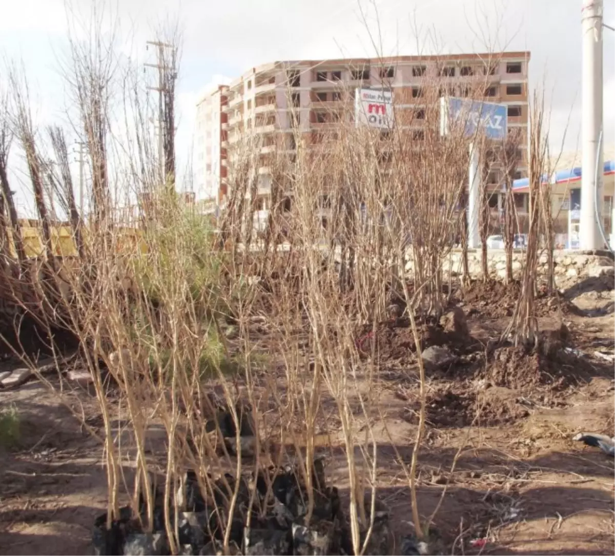 Silvan\'da 5 Bin 875 Fidan Dağıtıldı