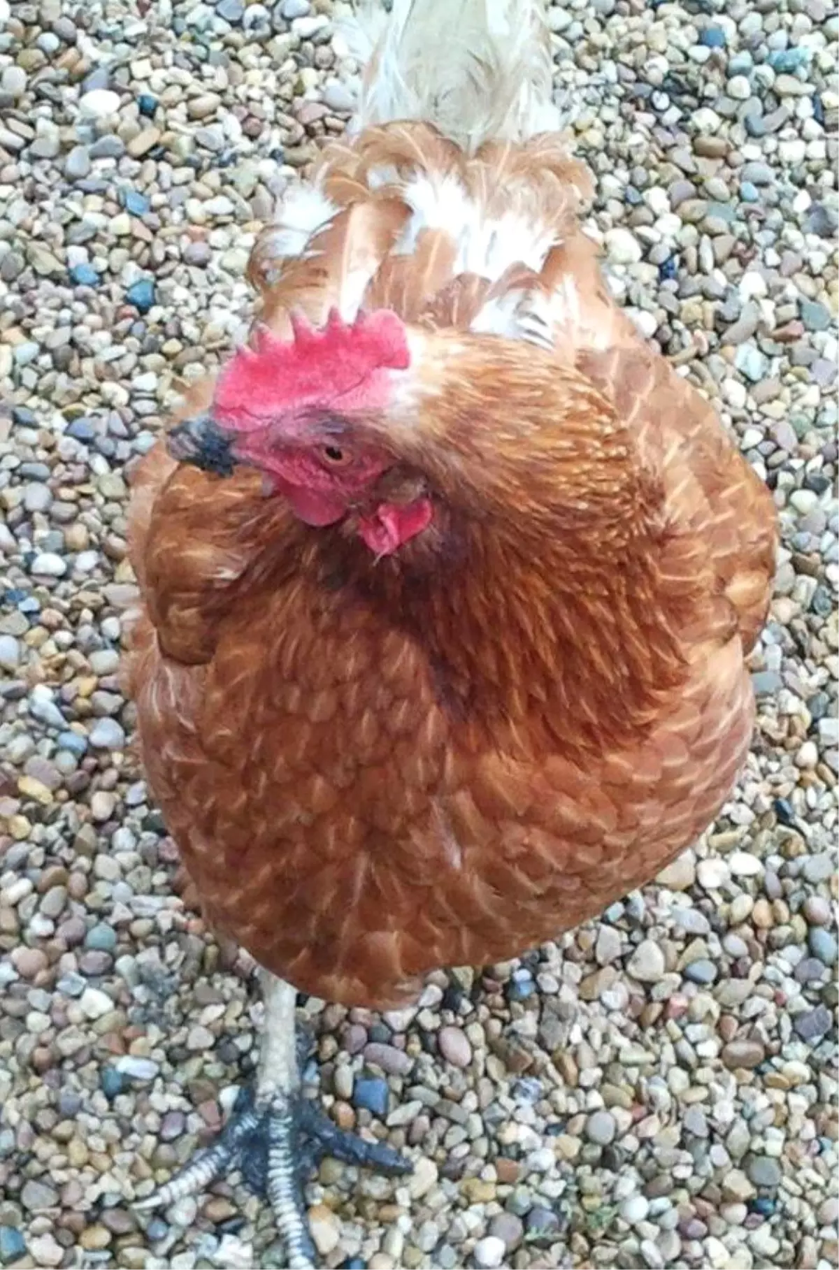 Tavuklar Firarda Gerçek Oldu