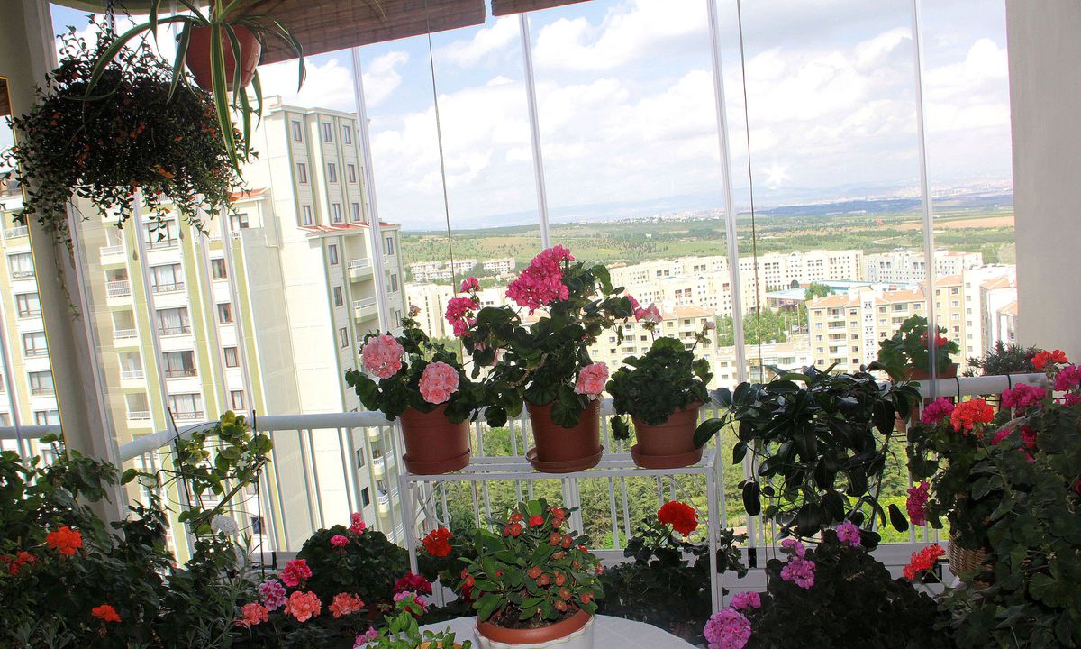 Çankaya Belediyesi "Geleneksel Bahçe-Balkon" Yarışması Başlıyor