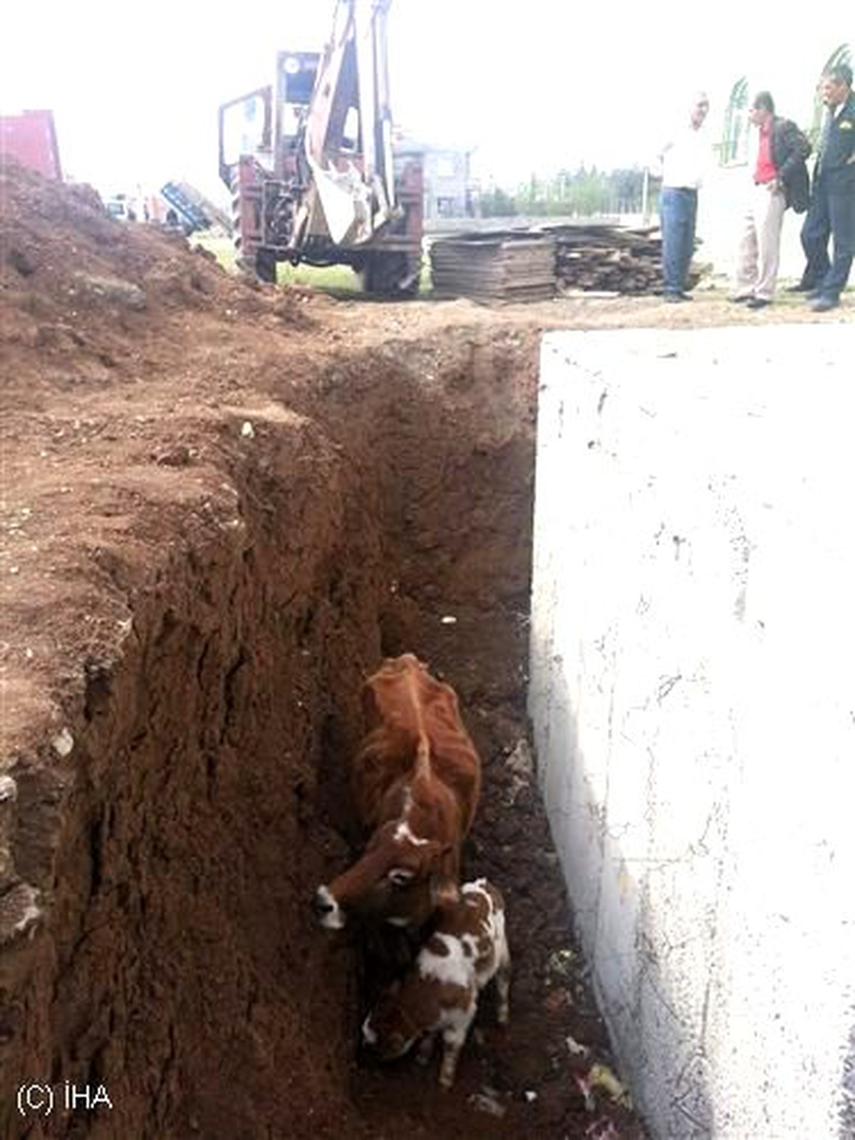 Çukura Düşen İneği İtfaiye Ekipleri Kurtardı