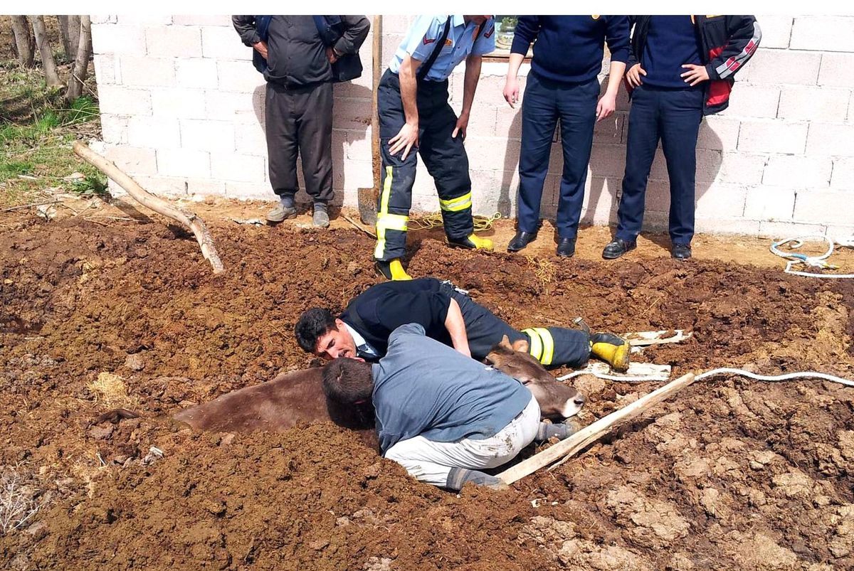 Foseptik Çukuruna Düşen İneği İtfaiye Kurtardı