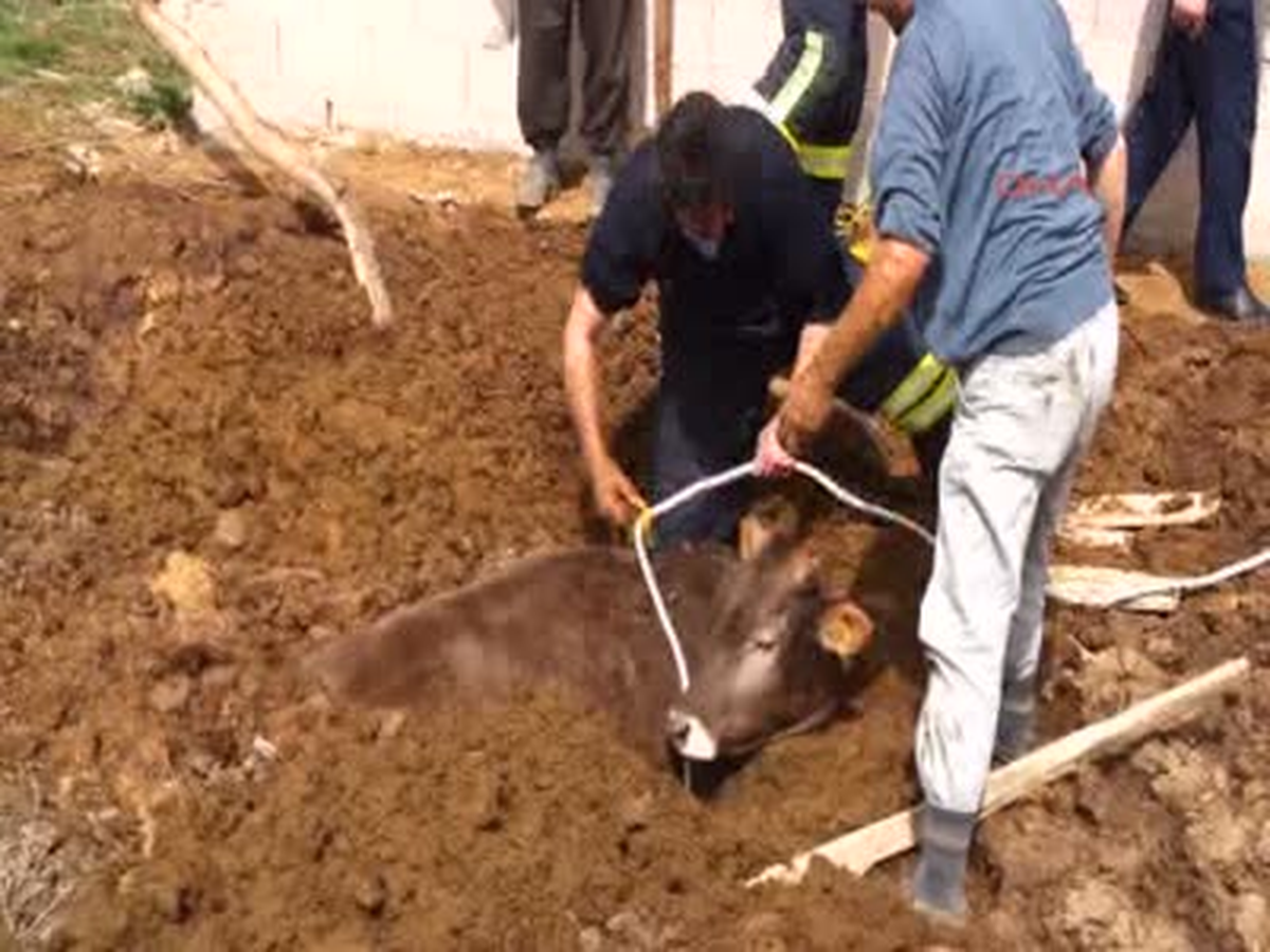 Sorgun Foseptik Çukuruna Düşen İneği Kurtarma Operasyonu Foseptik Çukuruna Düşen İneği Kurtarma...