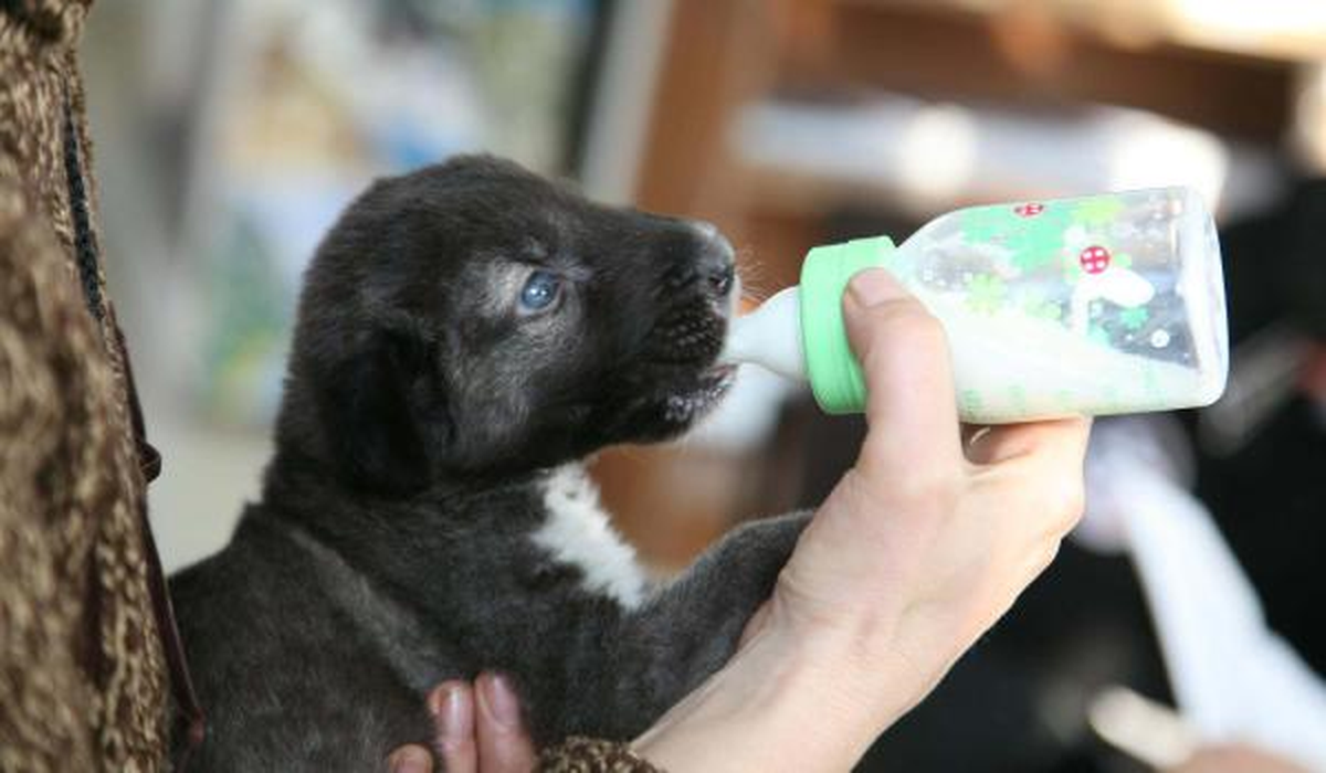 \'Tarzan\', Turistlerin Sevgilisi
