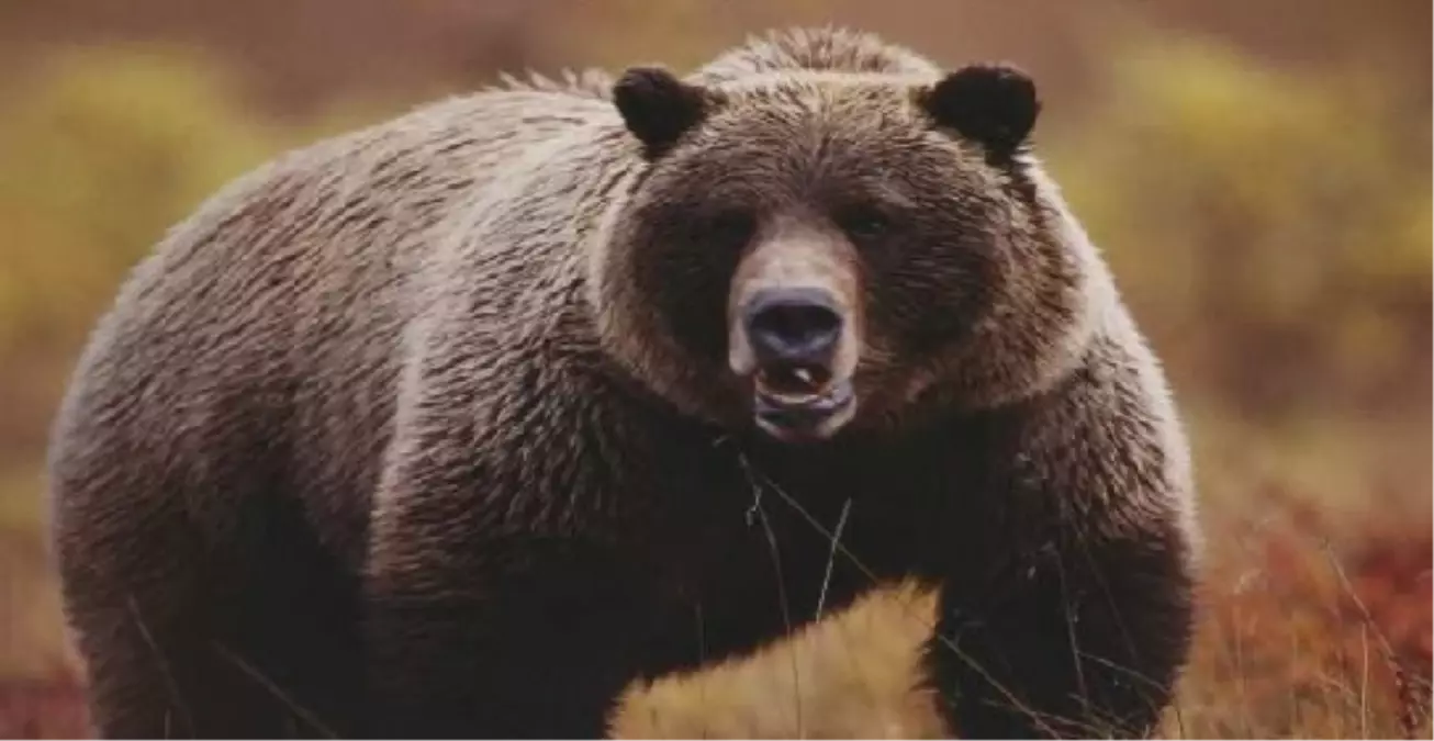 Sirk Hayvanları Gümrükten Geçemedi