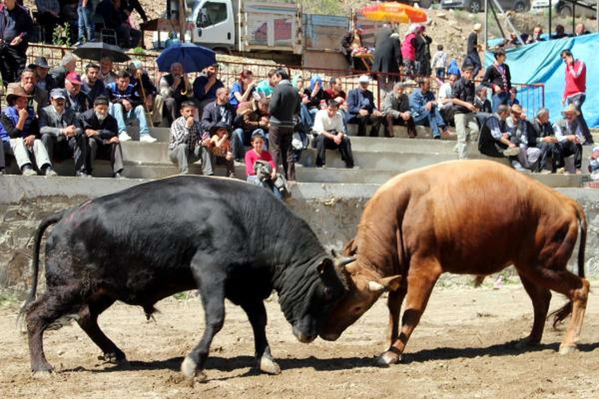 Artvin\'de Boğa Güreşi Sezonu Açıldı