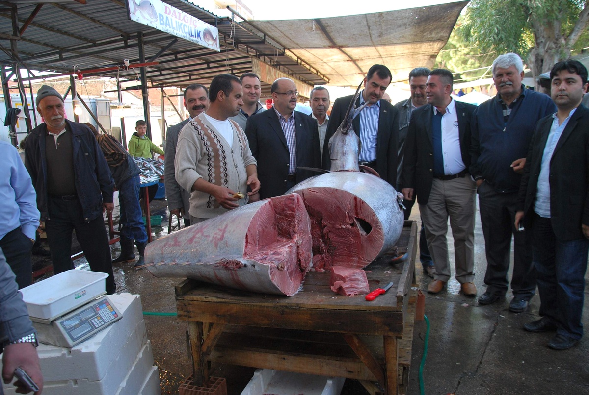 Didim Açıklarında 330 Kilo Ağırlığında Balık Yakalandı