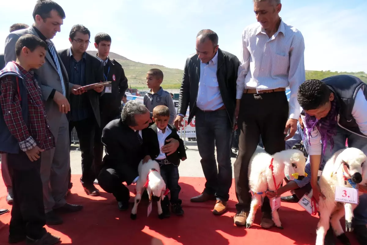 En Güzel Kuzu Yarışması Yapıldı