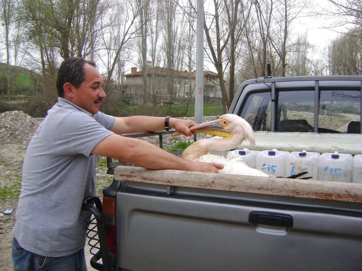 Yaralı Pelikana Ormancı Şefkati