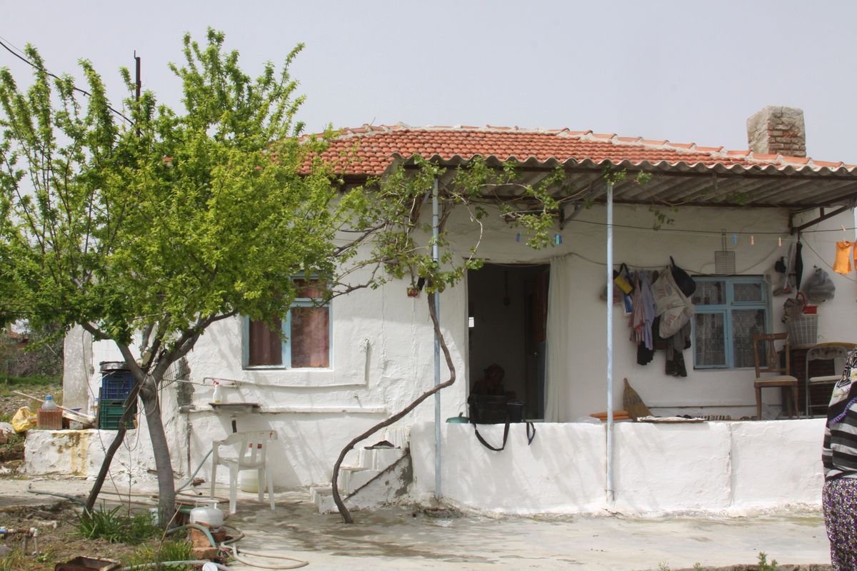 Erik Ağaçları Tuhaf Meyveler Verdi