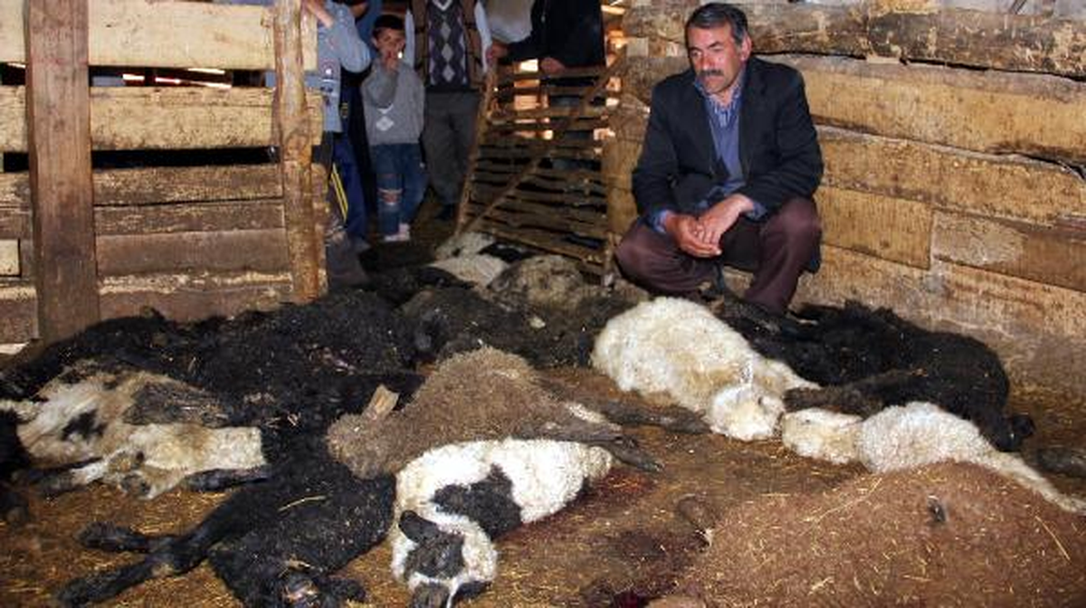 Ertaş Ailesinin Umudunu Kurt Kaptı