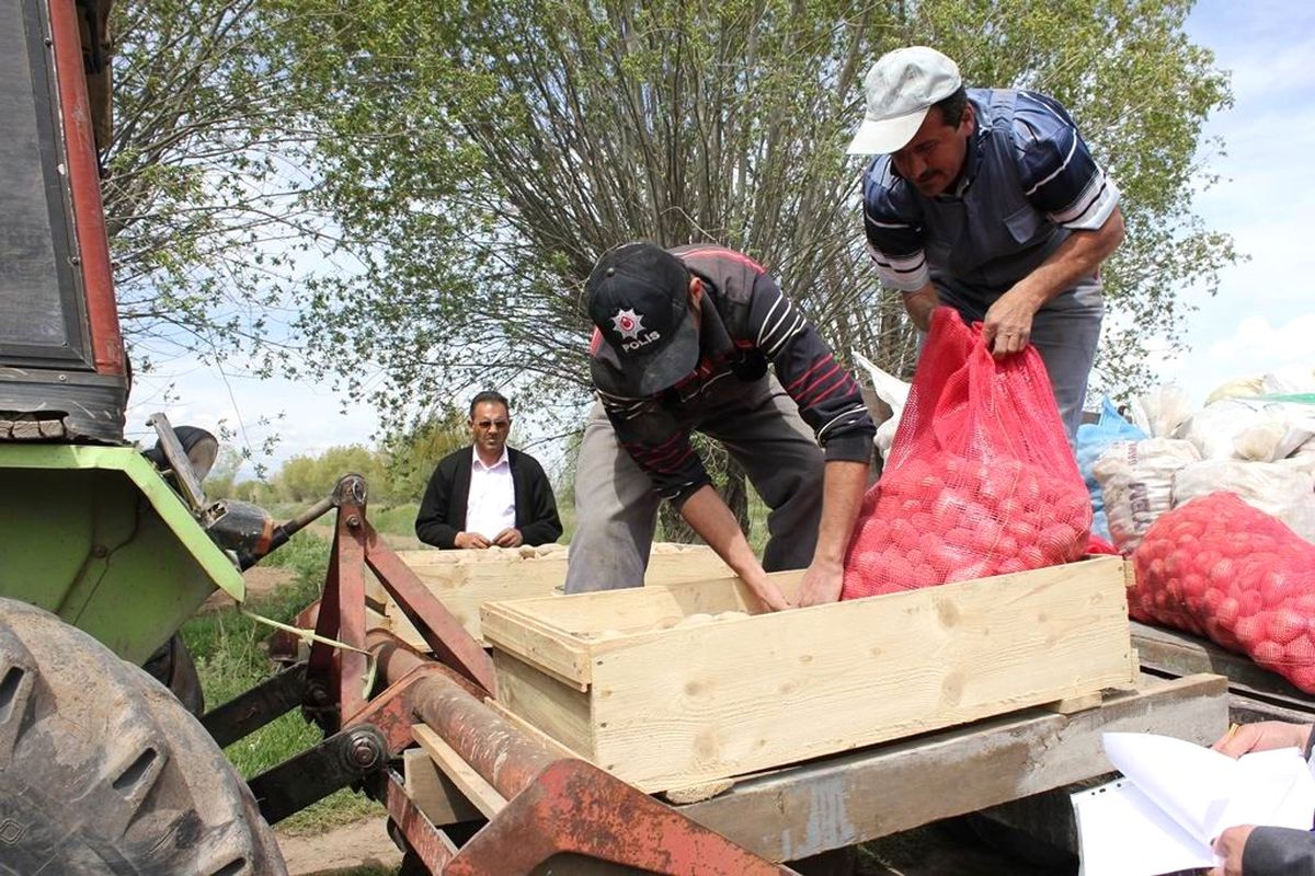 Erzincan\'da Patates Yetiştiriciliği