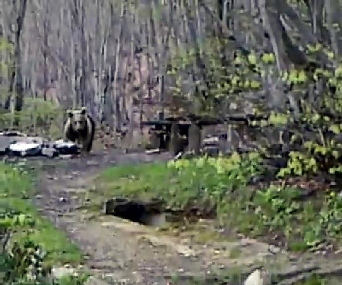 Mangal Kokusuna Dayanamayan Ayı Piknik Alanına İndi