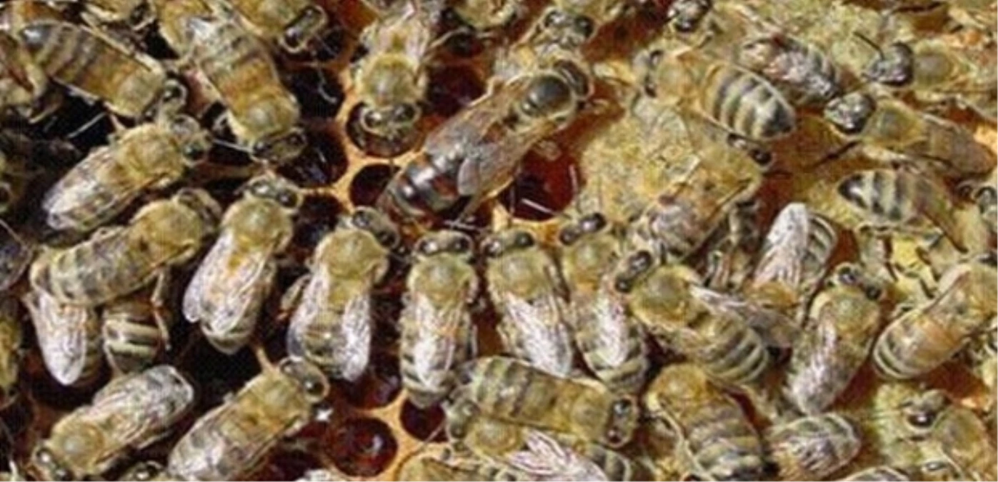Mersin\'de Dolu Yağışı Arıları Telef Etti