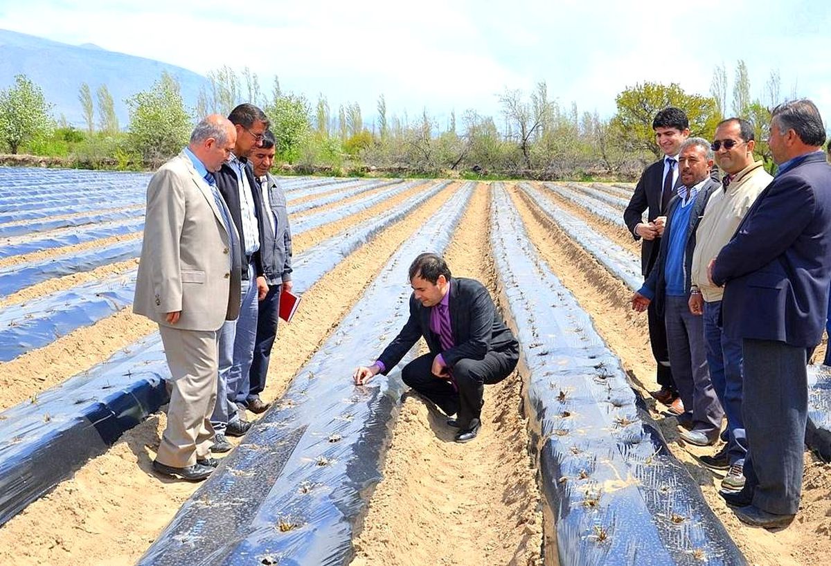 Niğde\'de Çilek Üretimi Yaygınlaştırılıyor