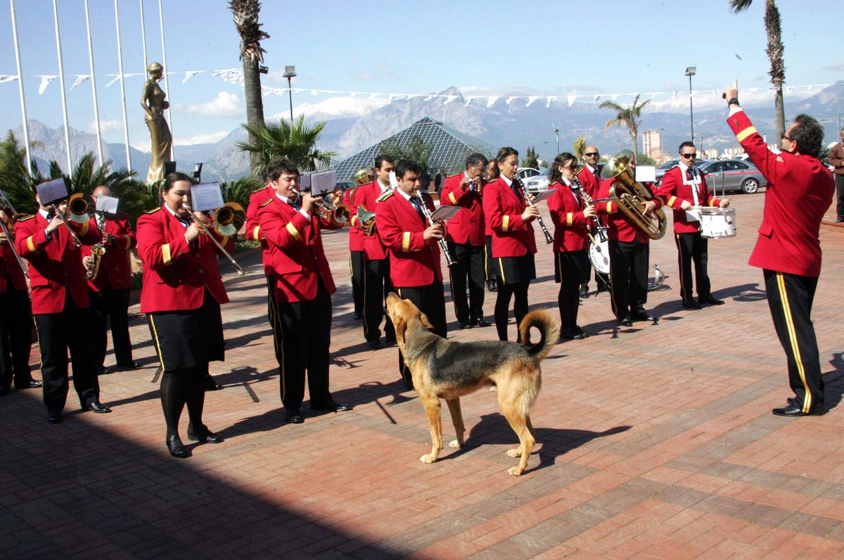 Sokak Köpeğinin Bando Aşkı